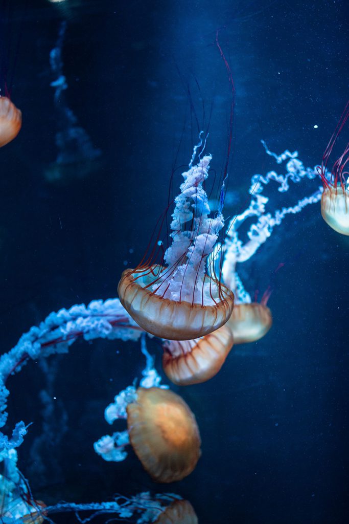 深海中的水母群