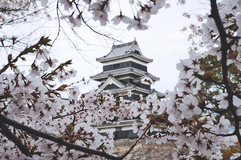 樱花后面的日本古建筑