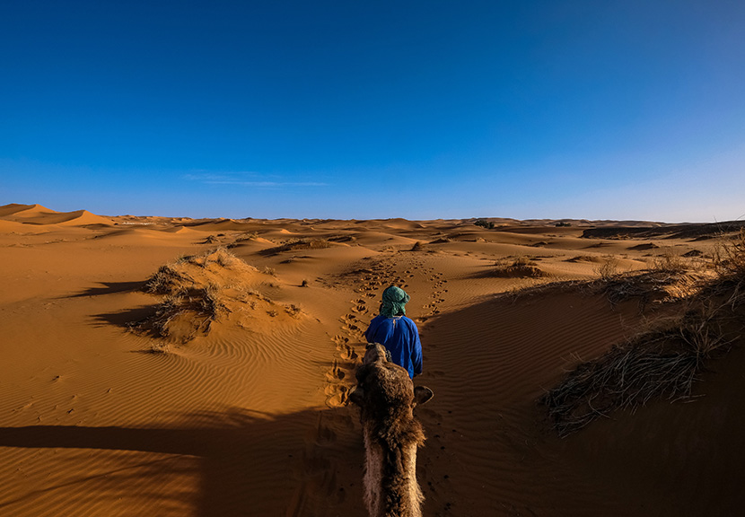 蓝天沙漠骆驼