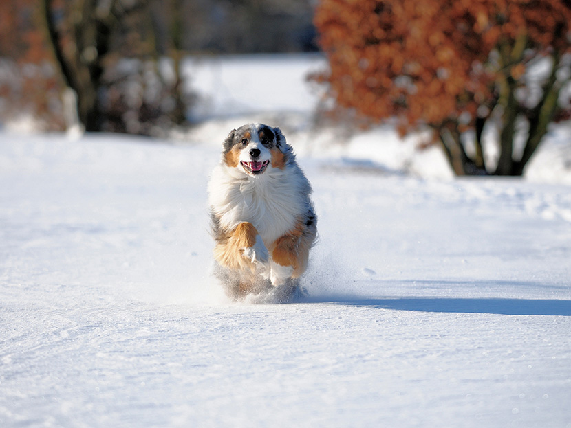 雪地上奔跑的牧羊犬