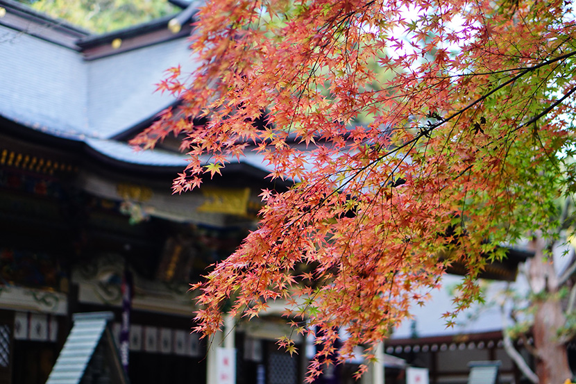日本奈良古寺庙里的枫树叶