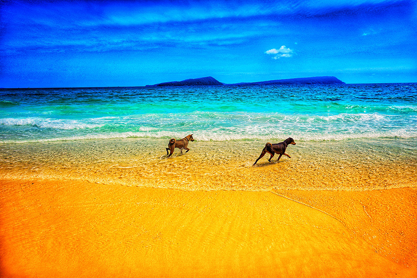 黄金海岸沙滩上的两只狗狗