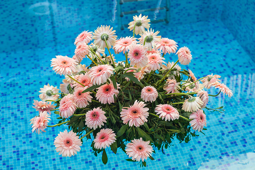 游泳池中的一盆小菊花