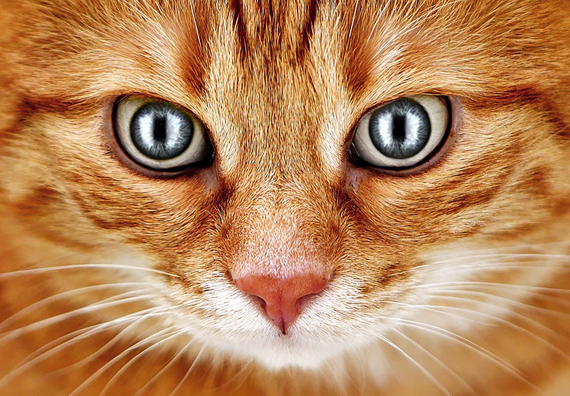 橘猫的大脸和大眼