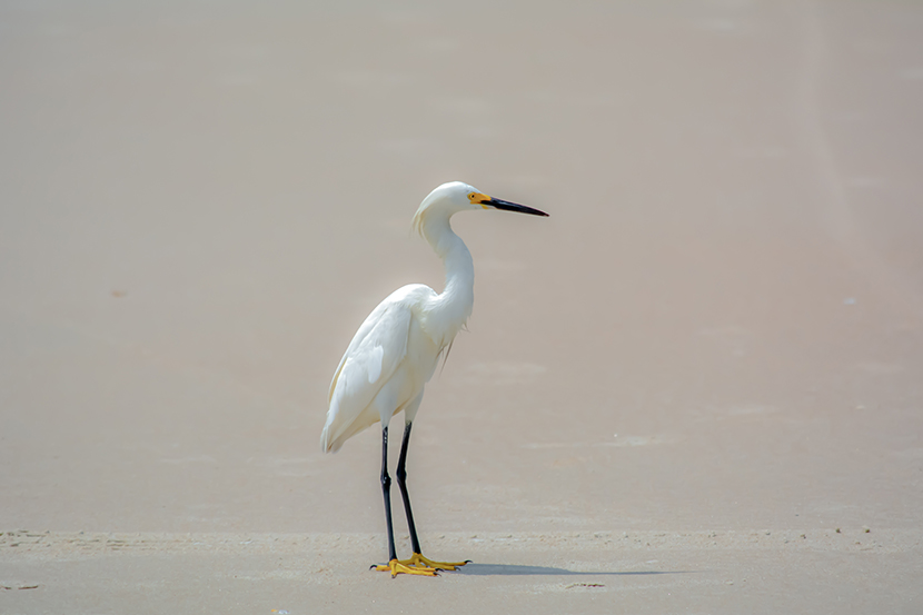 站在沙地上的一只白色鹳鸟