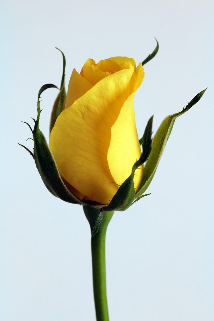 一朵含苞待放的黄玫瑰