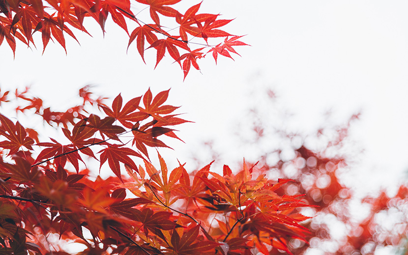 秋天时节红叶满天