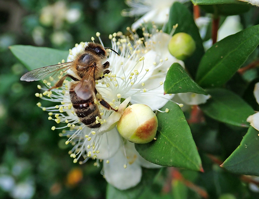 在一朵白花上采蜜的小蜜蜂