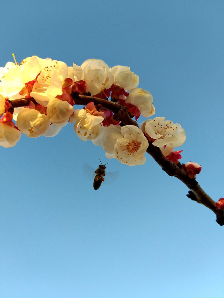 一枝桃花和一只小蜜蜂