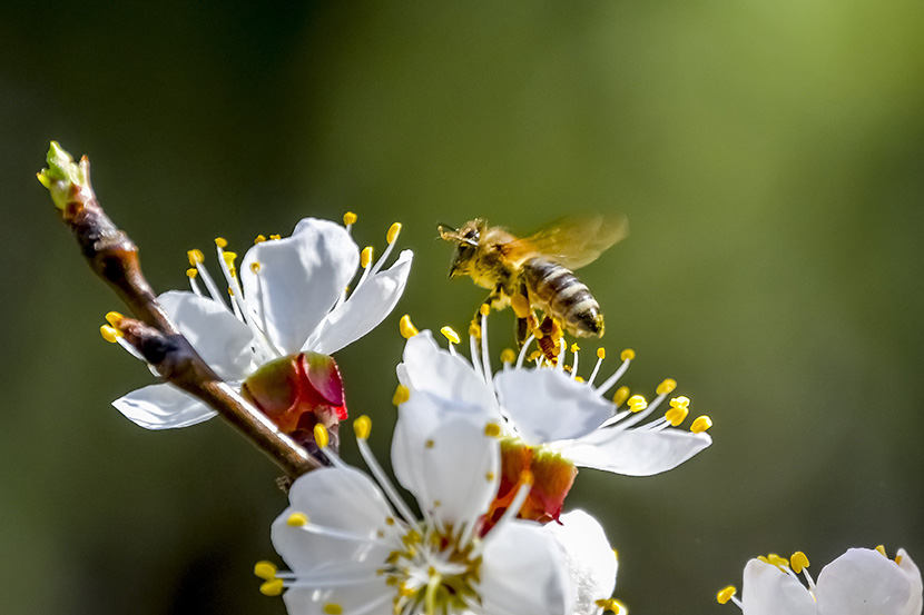 白色梨花上的小蜜蜂