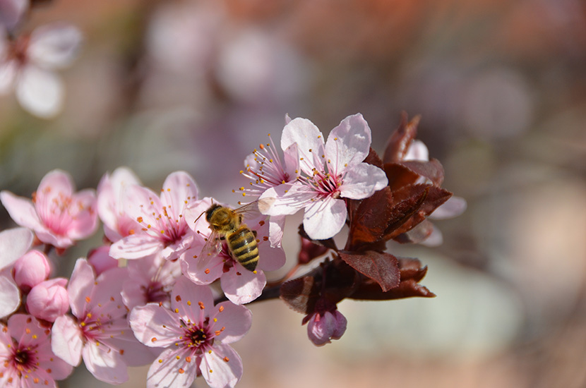 粉色花丛中的小蜜蜂