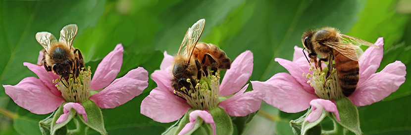 粉色花丛中的三只小蜜蜂
