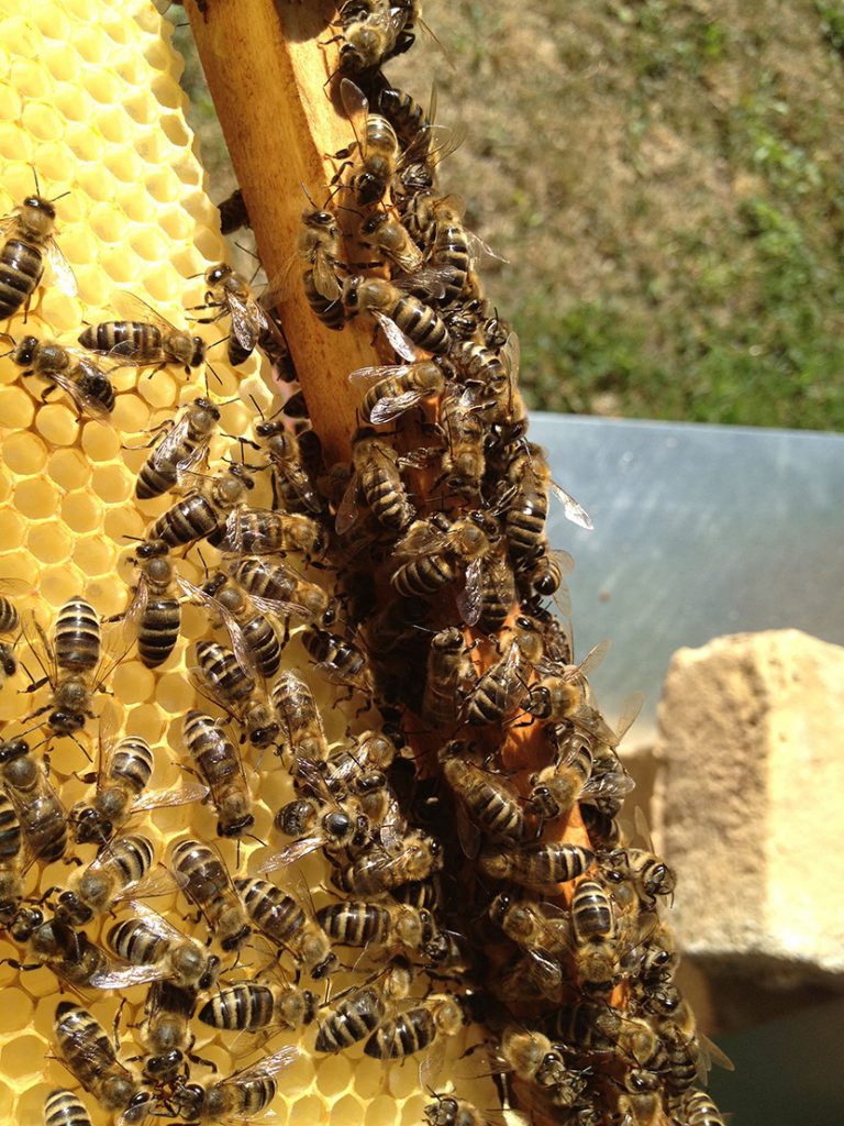 爬在蜂巢上辛勤运送蜂蜜的小蜜蜂们