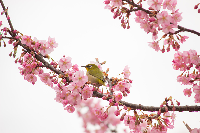 樱花树上的一只小黄鹂