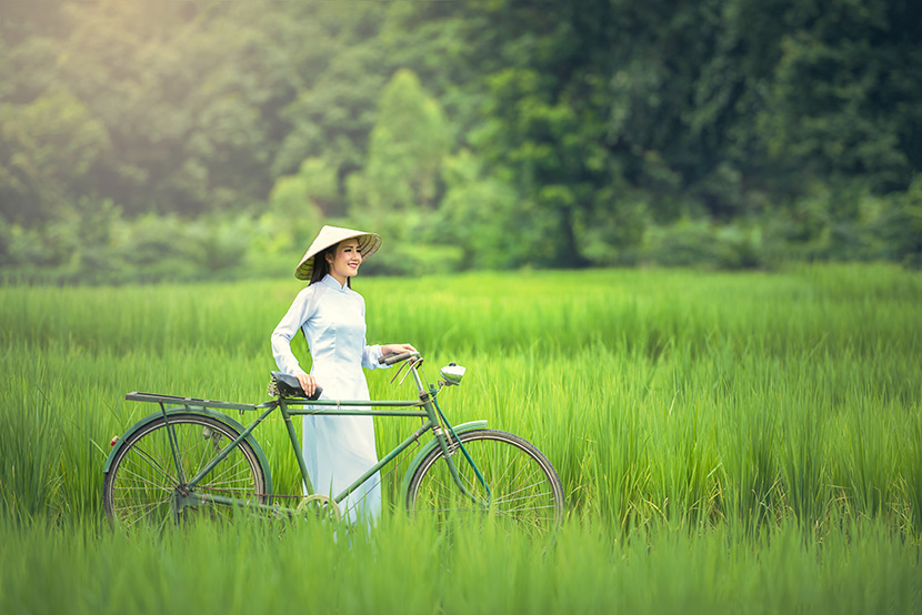 稻田里的越南民族少女手推一张大载车自行车