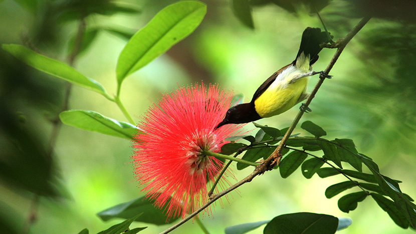 一朵红花与一只吃花蜜的黑头黄胸雀