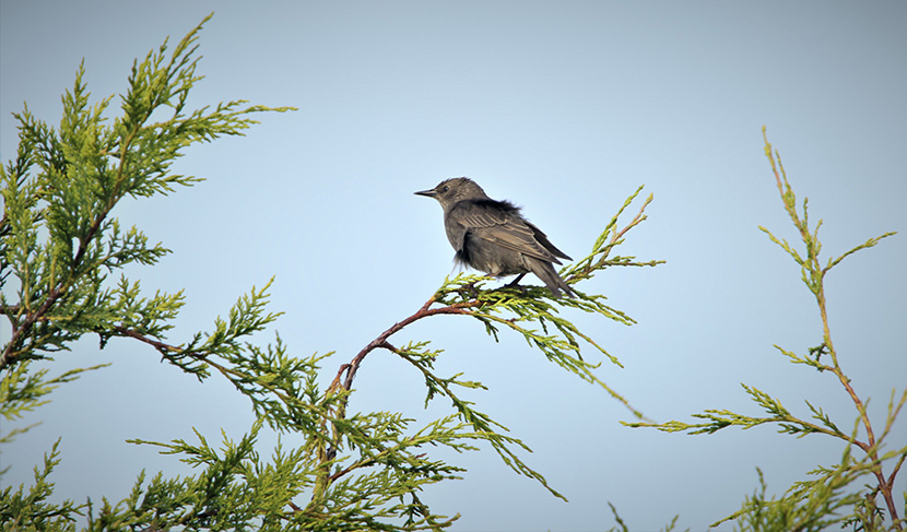 站在一枝柏枝树上的小黑雀