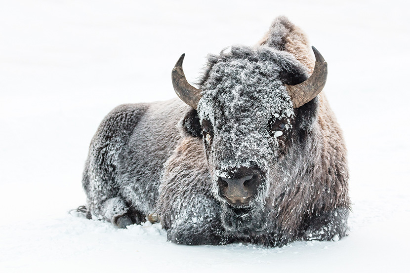 雪地上爬着的牦牛