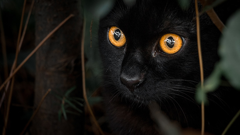 树林中的小黑猫睁着金黄色的大眼睛