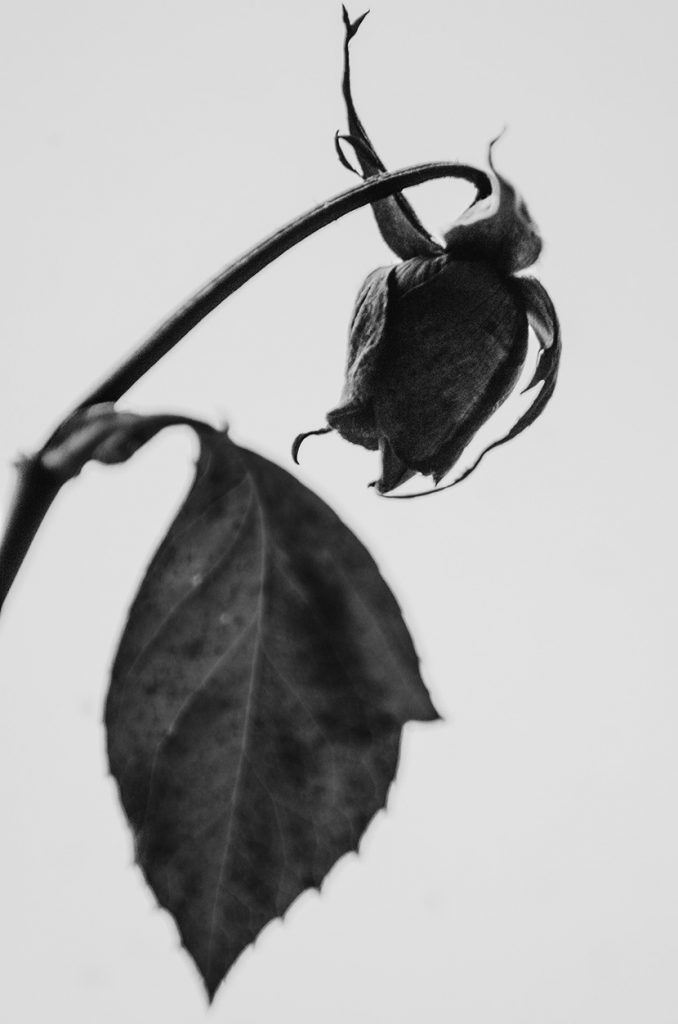 凋零的玫瑰花黑白照