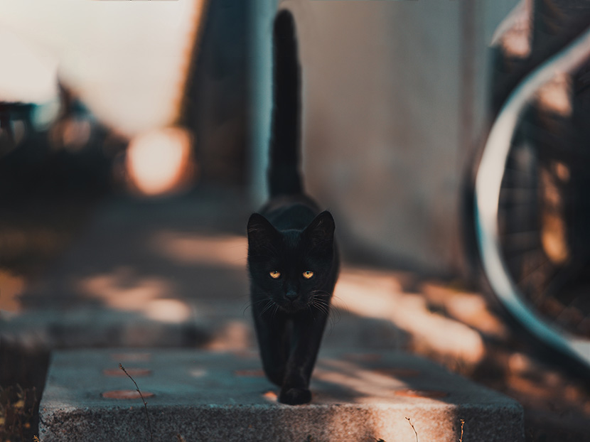 在街上漫步的小黑猫
