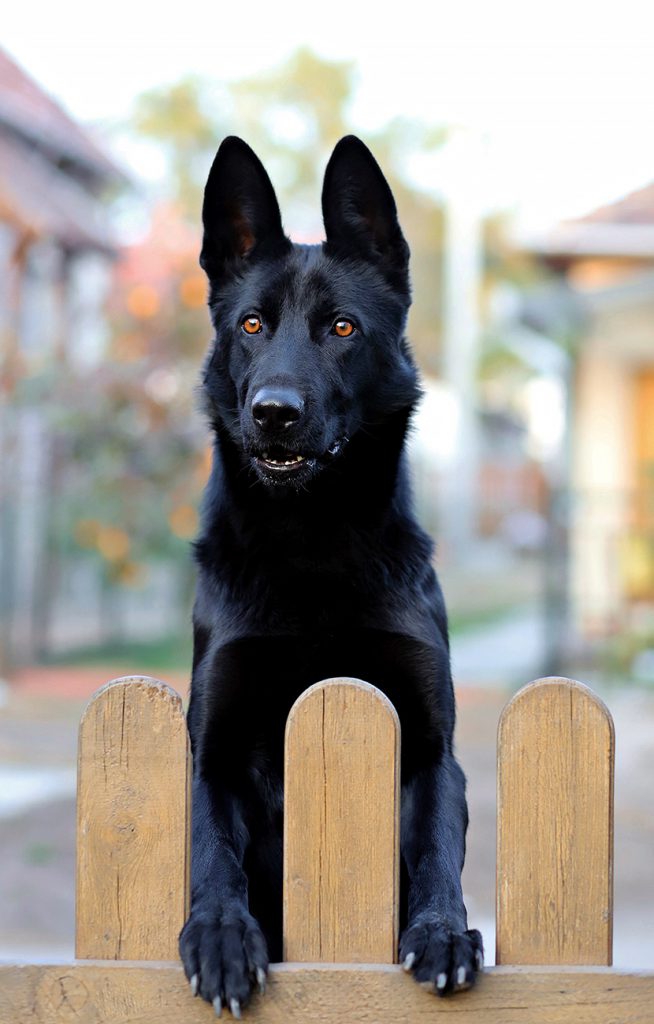 爬在木栏上的大黑狗
