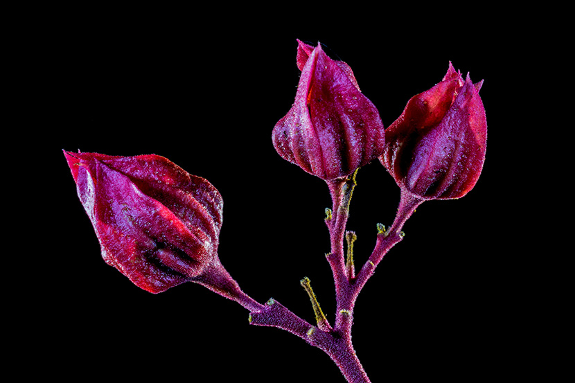 紫红色的花蕾