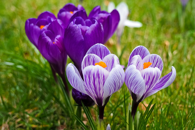 绿草地上的紫色小花朵