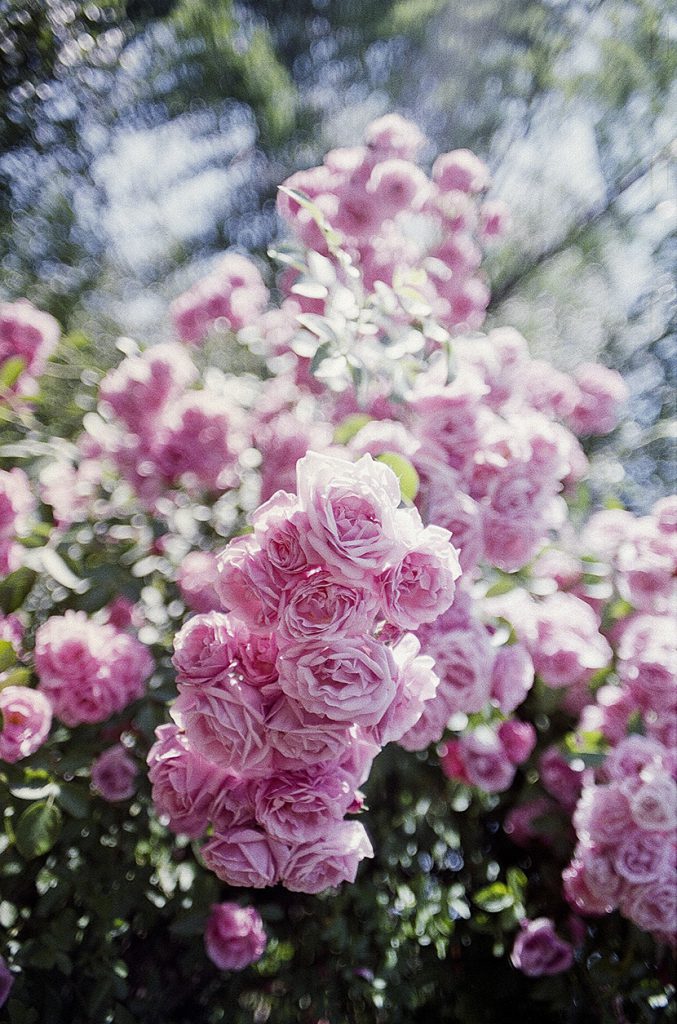 粉色的玫瑰月季花树