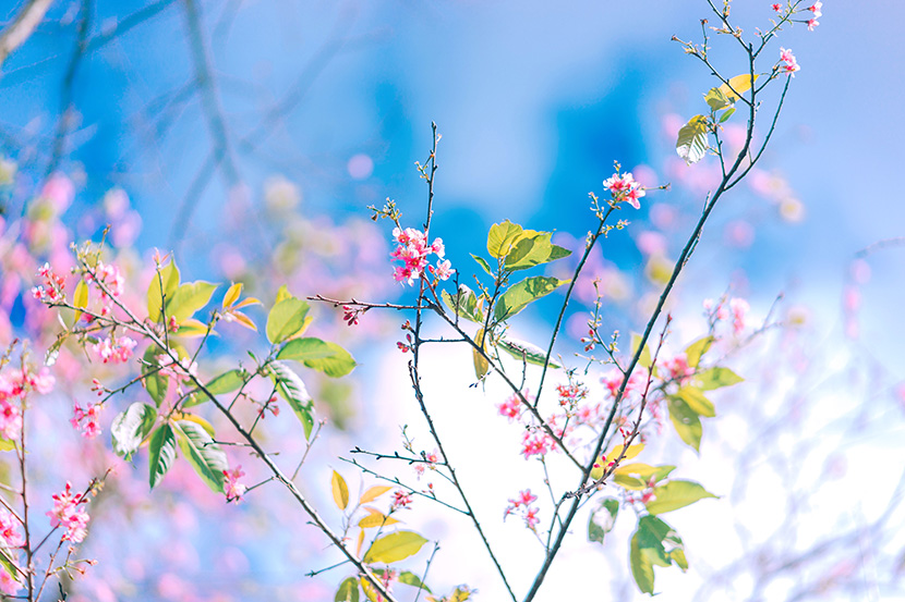 蓝天下的小树小花