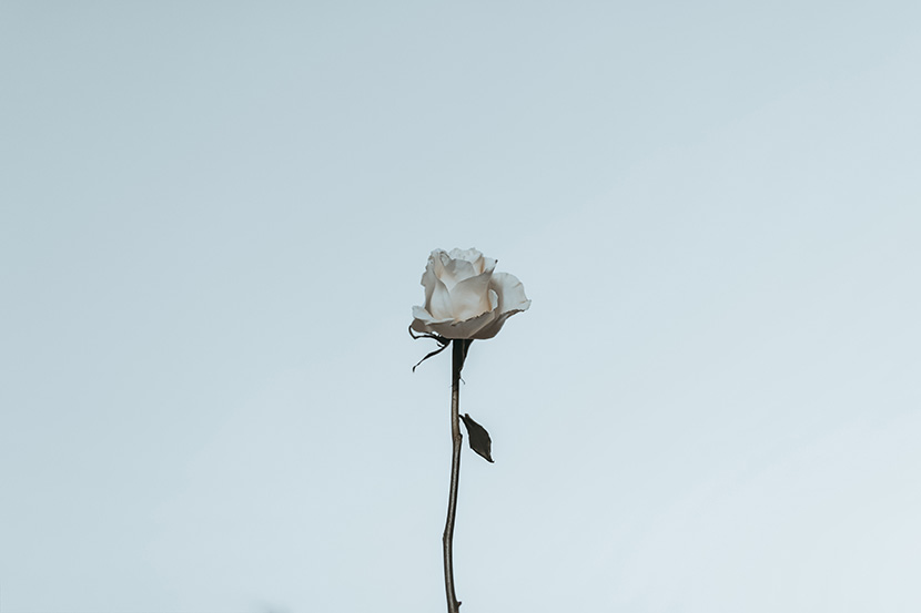 一朵唯美的白色玫瑰