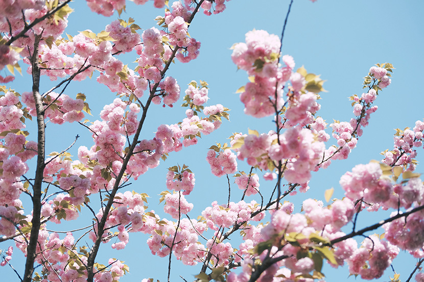 淡粉色的樱花树