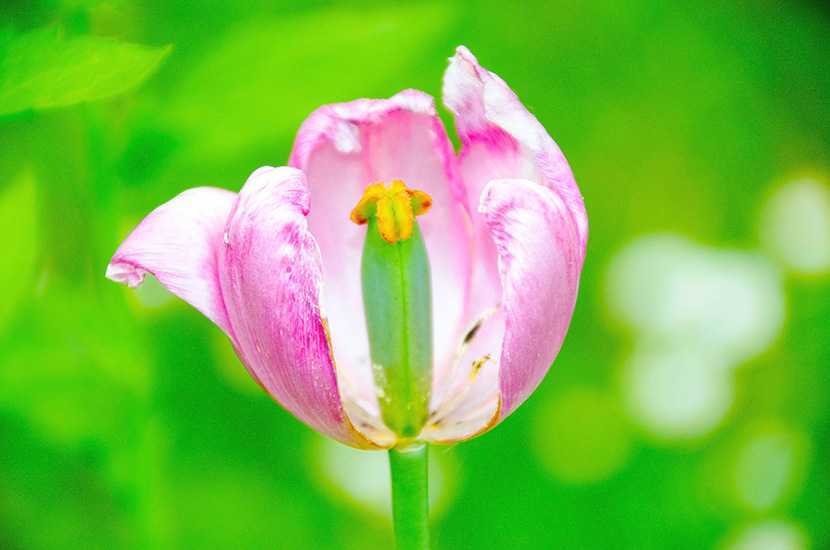 绿色空间里的一朵粉色小花