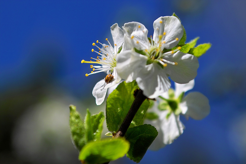 洁白的梨花上有一只七星瓢虫