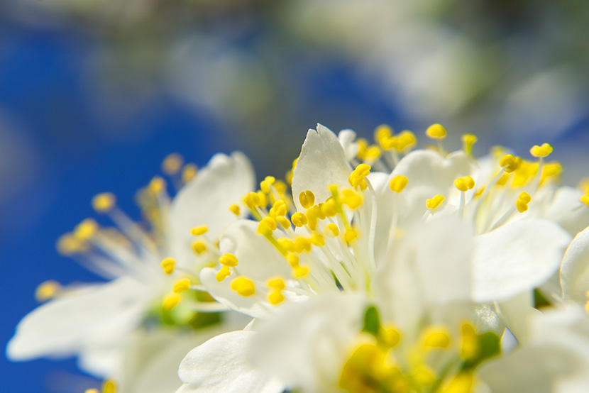 白花丛中的黄色小花蕊