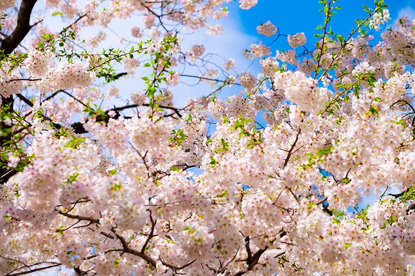 蓝天下的白色樱花树