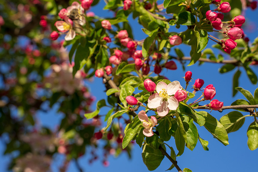 蓝天下的粉红苹果树开花了