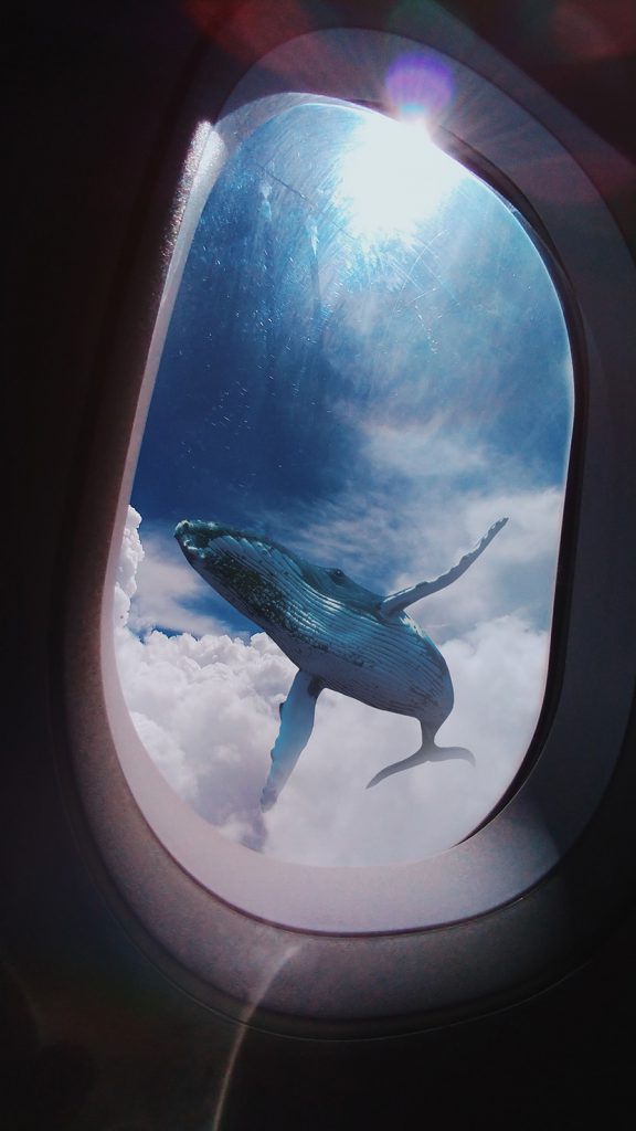 飞翔在云层上的鲸鱼