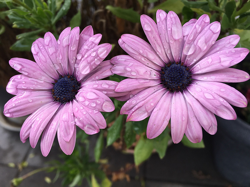 淡紫色的小雏菊上布满露珠