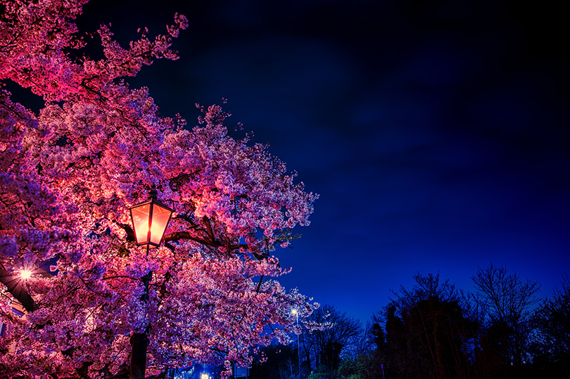 夜晚樱花树下的路灯