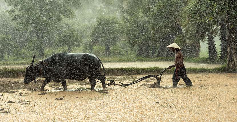 雨天在田里犁地的老牛和农民