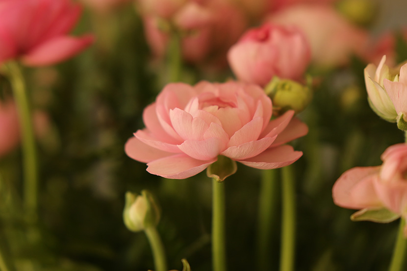漂亮的粉色小花
