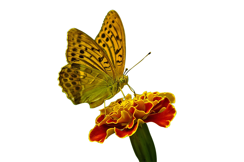 蝴蝶与花朵PNG免扣图