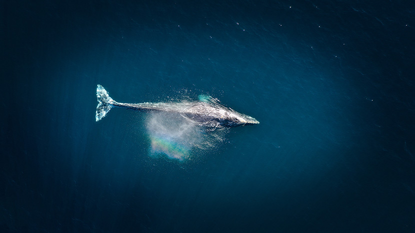 深海海面上的一条抹香鲸