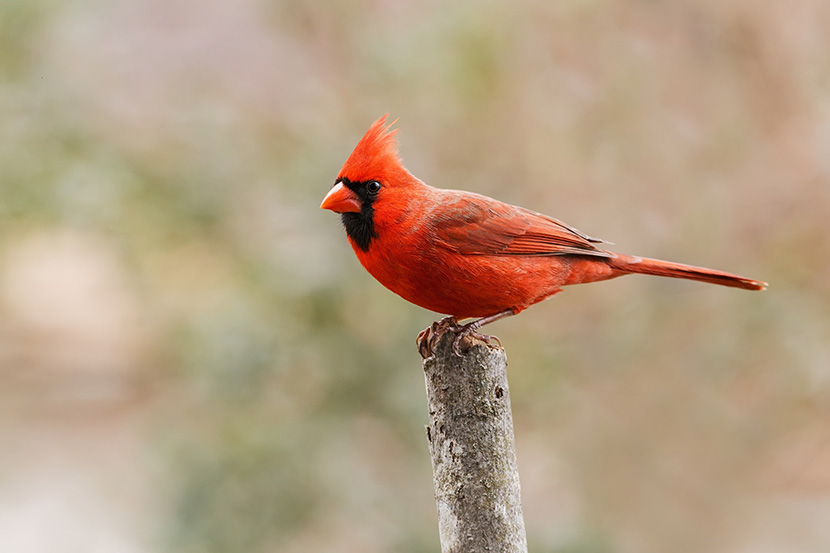一只全身通红的小鸟站在树桩上