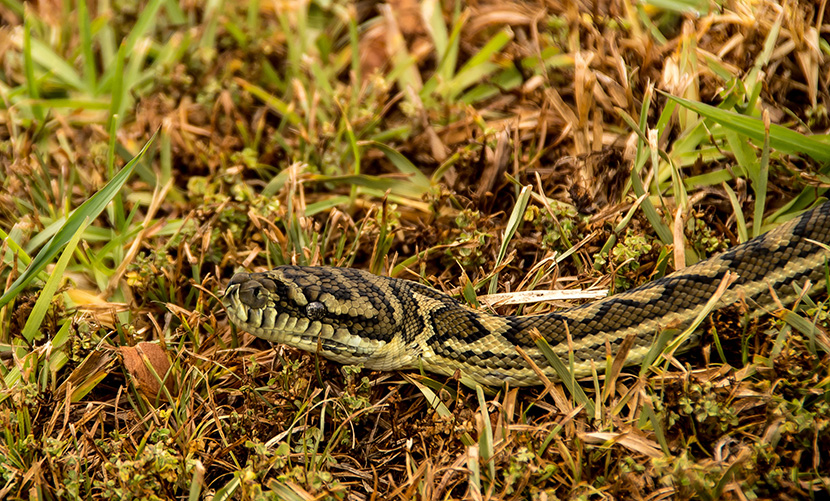 草地上的花纹蟒蛇