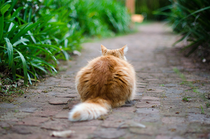 蹲在砖石路上的大橘猫