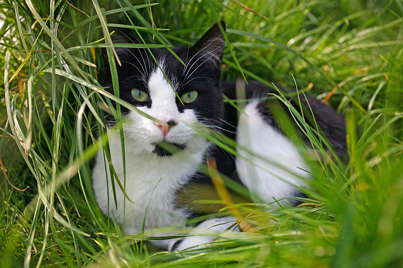 草丛中的黑白奶牛猫