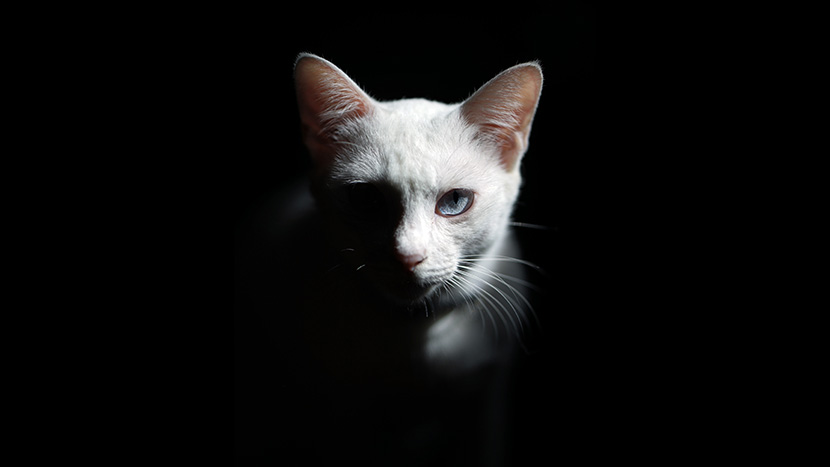 黑夜中的大白猫