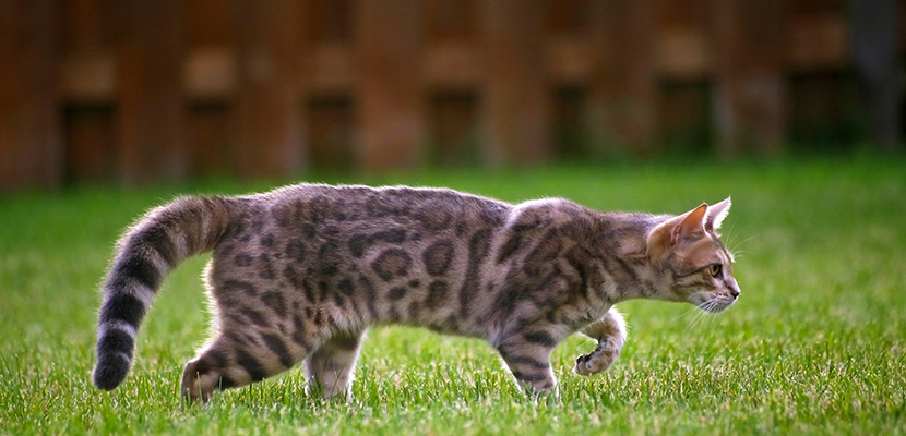 草地上正在捕食的小花猫